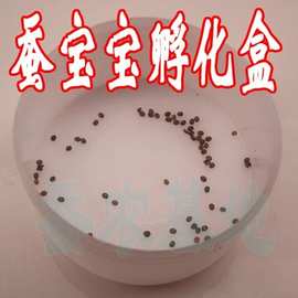 蚕宝宝蚕卵孵化盒蚕籽蚕蛋小蚕饲养孵化随身可带方便实用蚕种保护