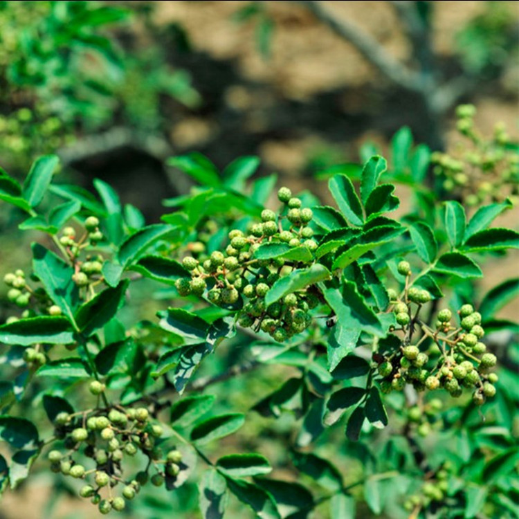 花椒苗四川汉源特麻大红袍金权无刺嫁接花椒苗四季当年结果批发