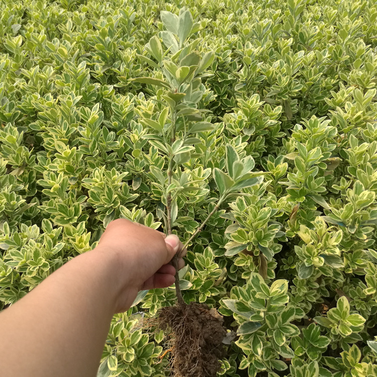 基地金边黄杨小苗直销 金边四季青小苗价格 金边大叶黄杨苗