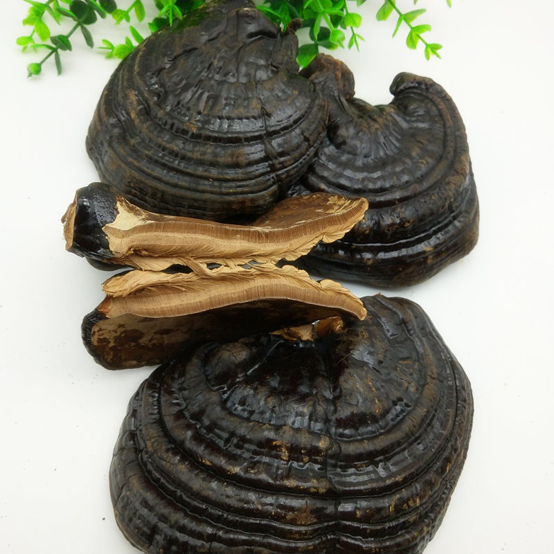 灵芝长白山灵芝紫芝赤芝灵芝孢子粉泡茶泡酒料煲汤料吉林东北特产