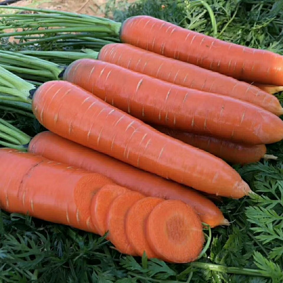 大禹罐装三红胡萝卜种 三红率高 约100天秋播基地种胡萝卜-阿里巴巴