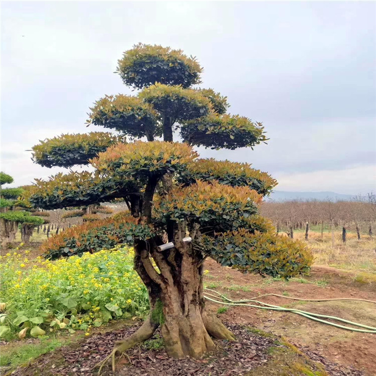 供应椤木石楠树 15公分16公分造型椤木石楠桩景 质量好 价格实惠