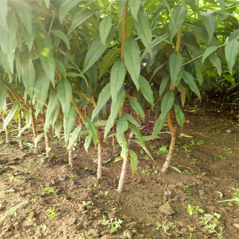 南北方种植黄油蟠桃树苗根系发达现挖现卖 黄油蟠桃树苗当年结果