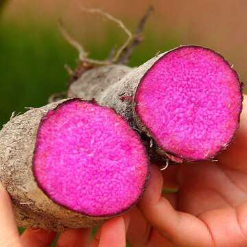 【顺丰包邮】赣南紫山药新鲜蔬菜脚板薯紫薯紫玉淮山铁棍山药批发-阿