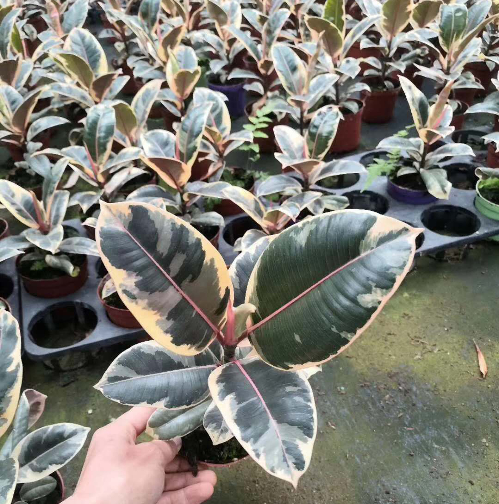 基地直供 盆栽花卉植物 居家绿植花卉盆栽 橡皮树 110花金刚-阿里巴巴