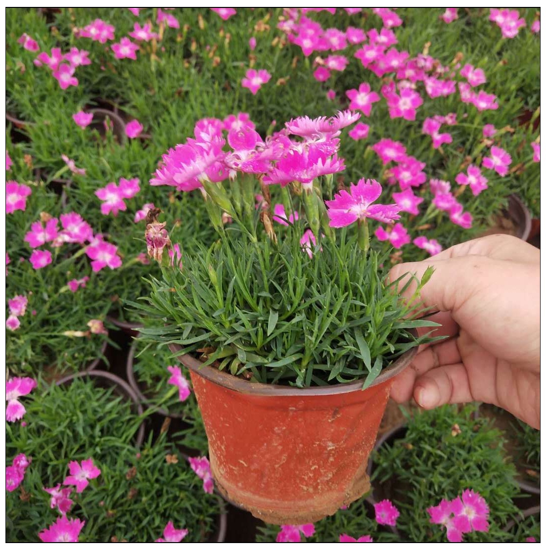 冬季耐寒花草 地被花卉 彩虹石竹带花 耐践踏欧石竹 基地直销