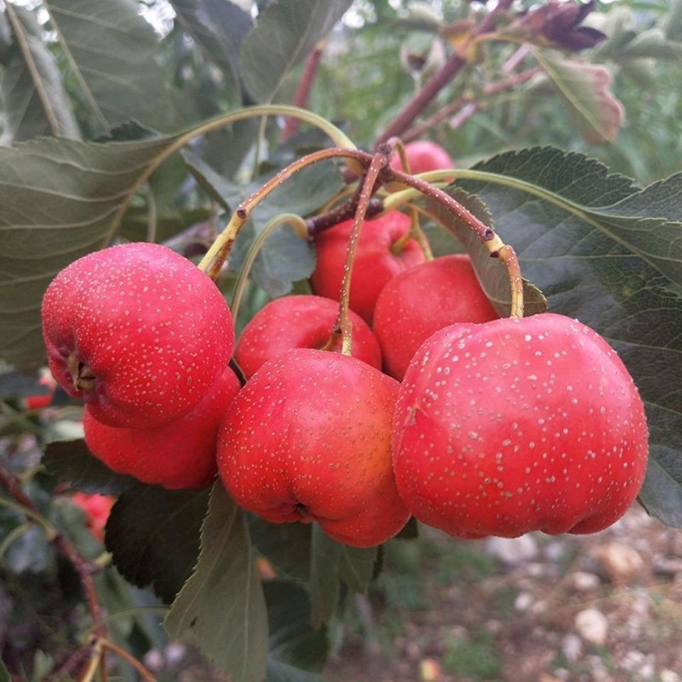 产地直销新鲜山楂果 山楂鲜山楂特大山里红水果糖葫芦