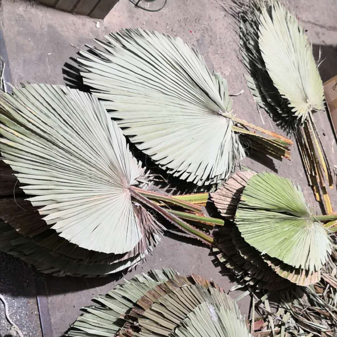 干花蒲扇叶 棕榈叶 婚庆造型 蒲葵软装空间设计 拍摄道具场景布置