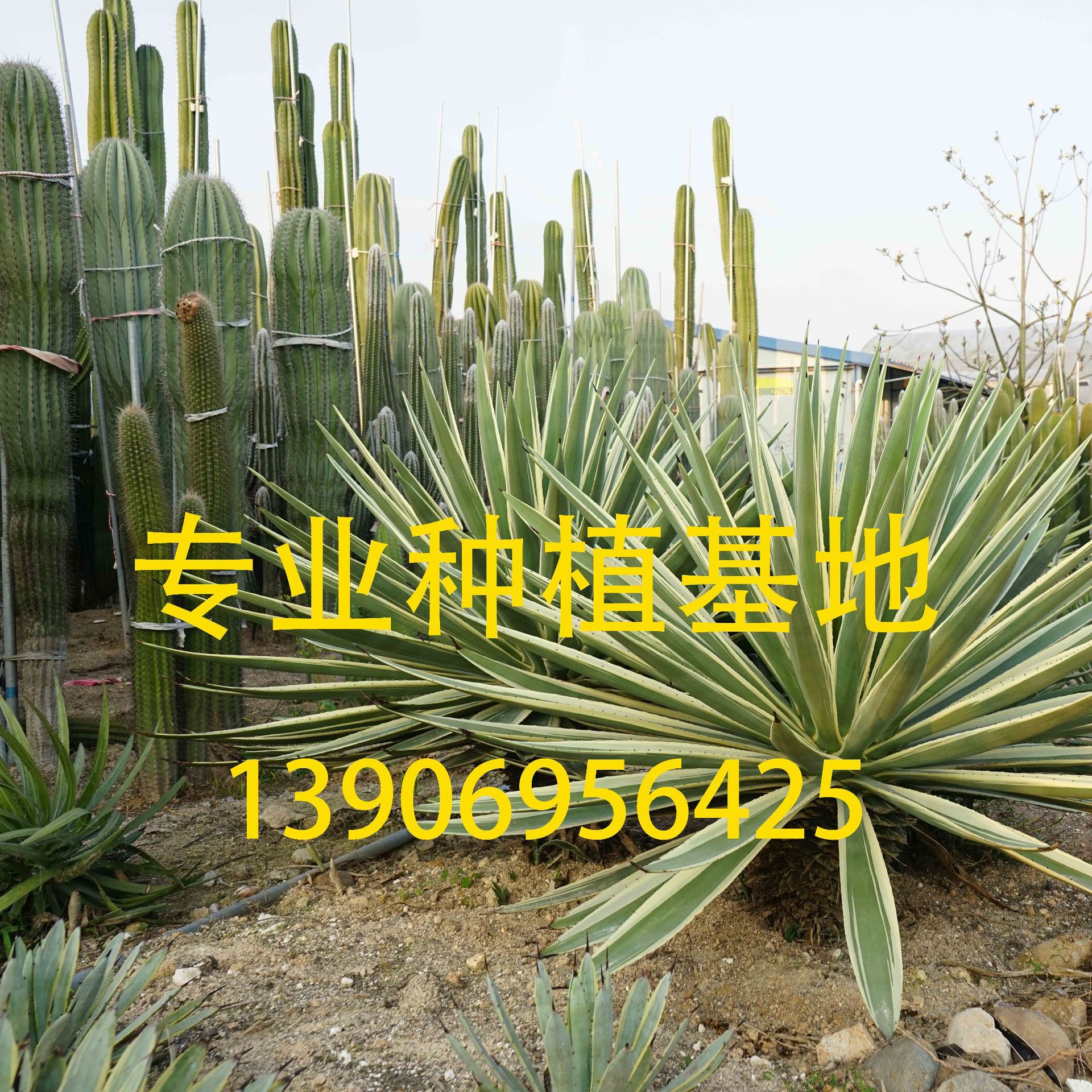 银边龙舌兰龙舌兰科植物造景沙漠仙人掌现代观光园多浆植物