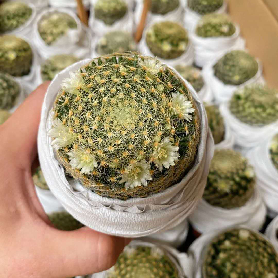 【基地直供】家居花卉植物盆栽花卉绿植 仙人球植物 实生明星白花