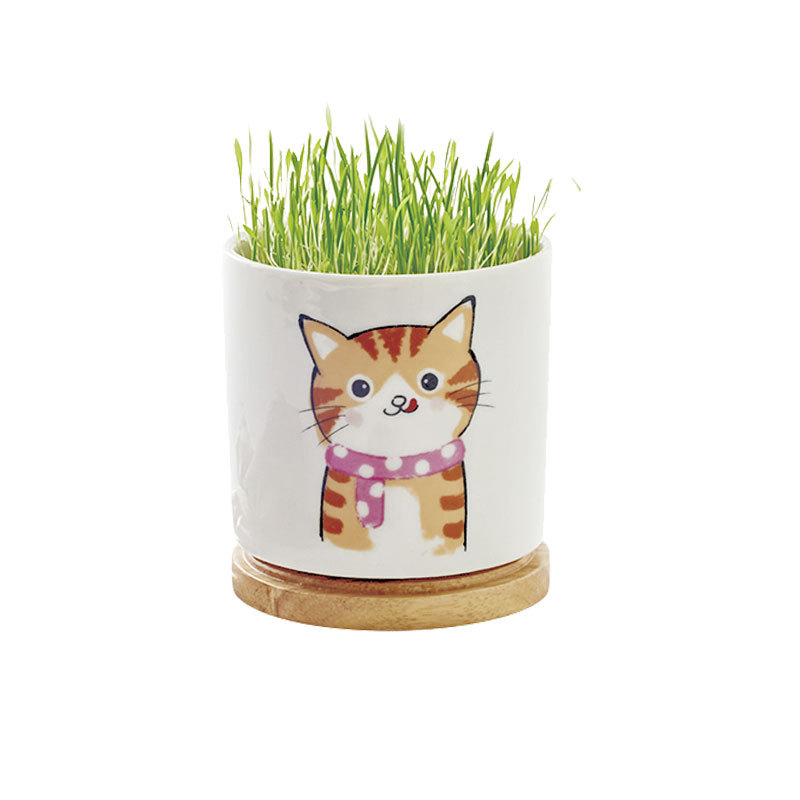 陶瓷猫草杯种植套装水培猫咪零食宠物用品化毛猫草盆栽猫草杯