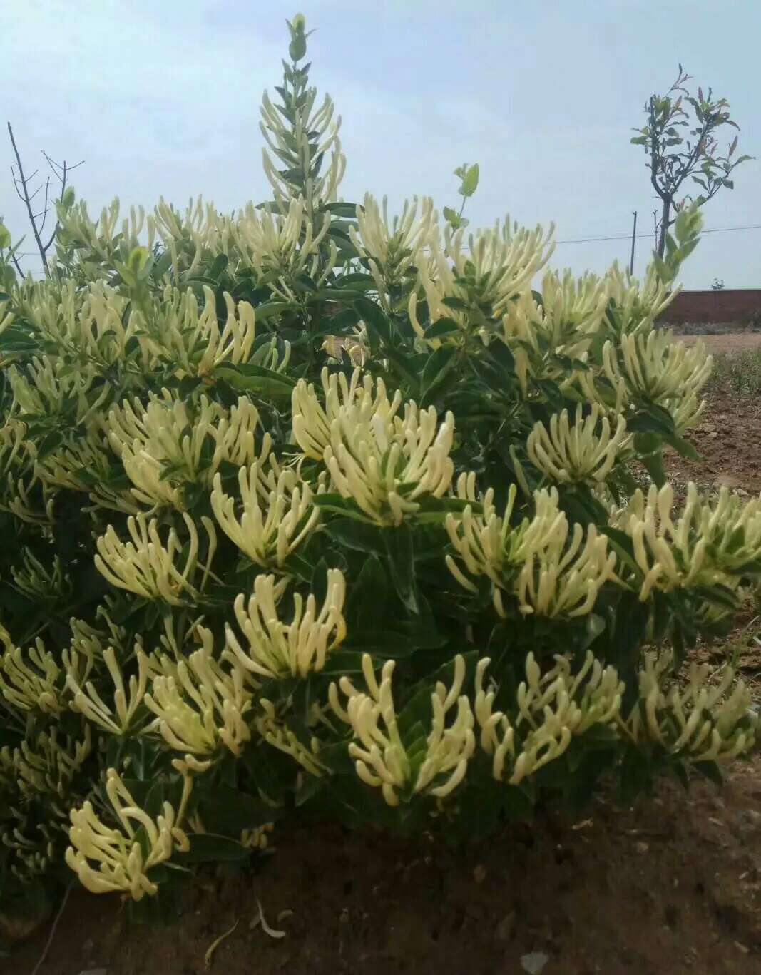 北花1号