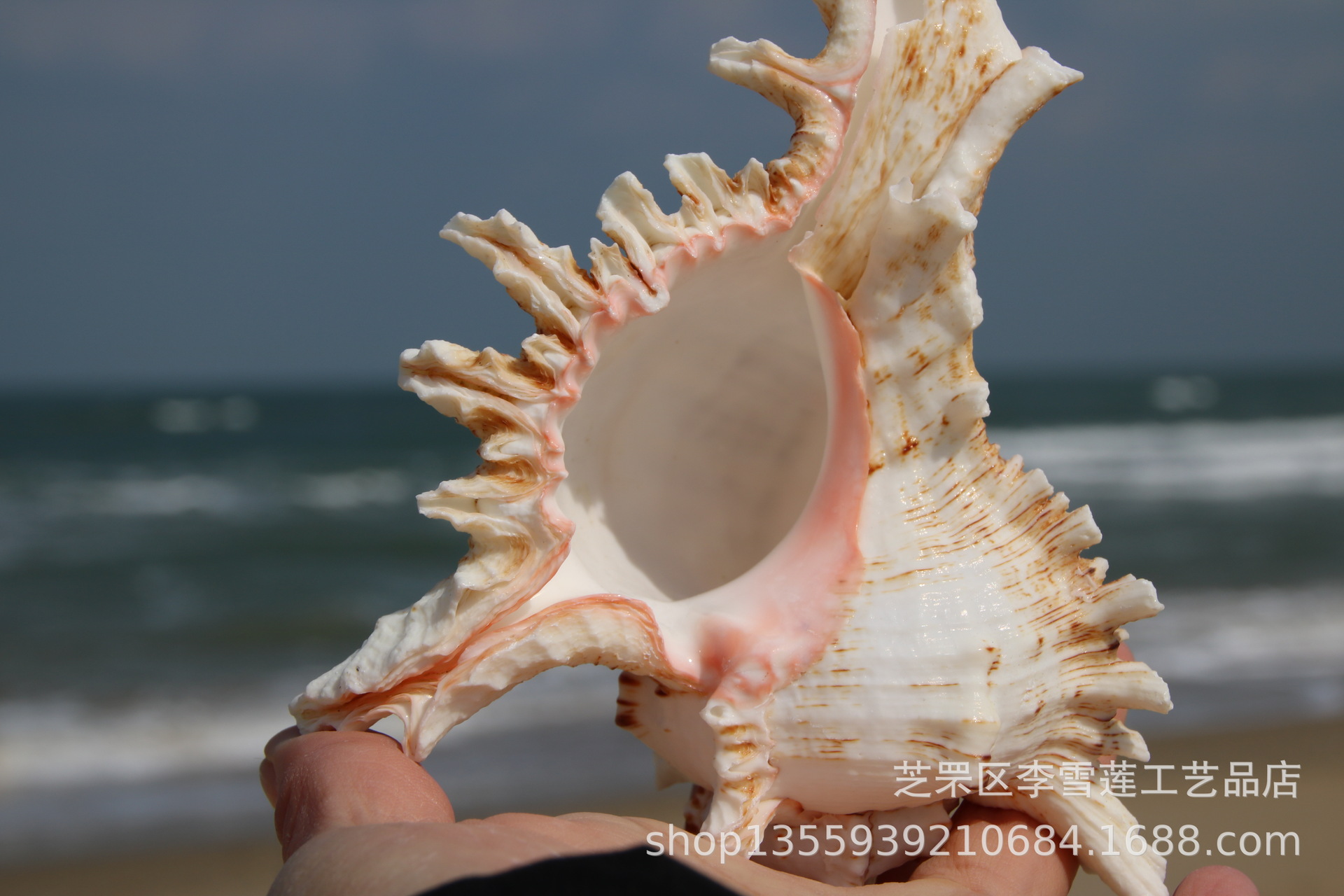 14-15厘米精品麒麟螺 千手螺 品相完整多肉花盆 天然贝壳海螺批发