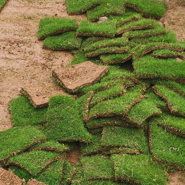 【现货直销】台湾二号草坪绿化草坪工程草坪园林草皮【特价供应》