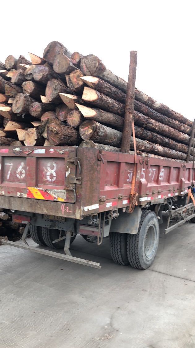 厂家直供 松木桩 松木原木 打桩木 2-6米 规格齐全 需要联系