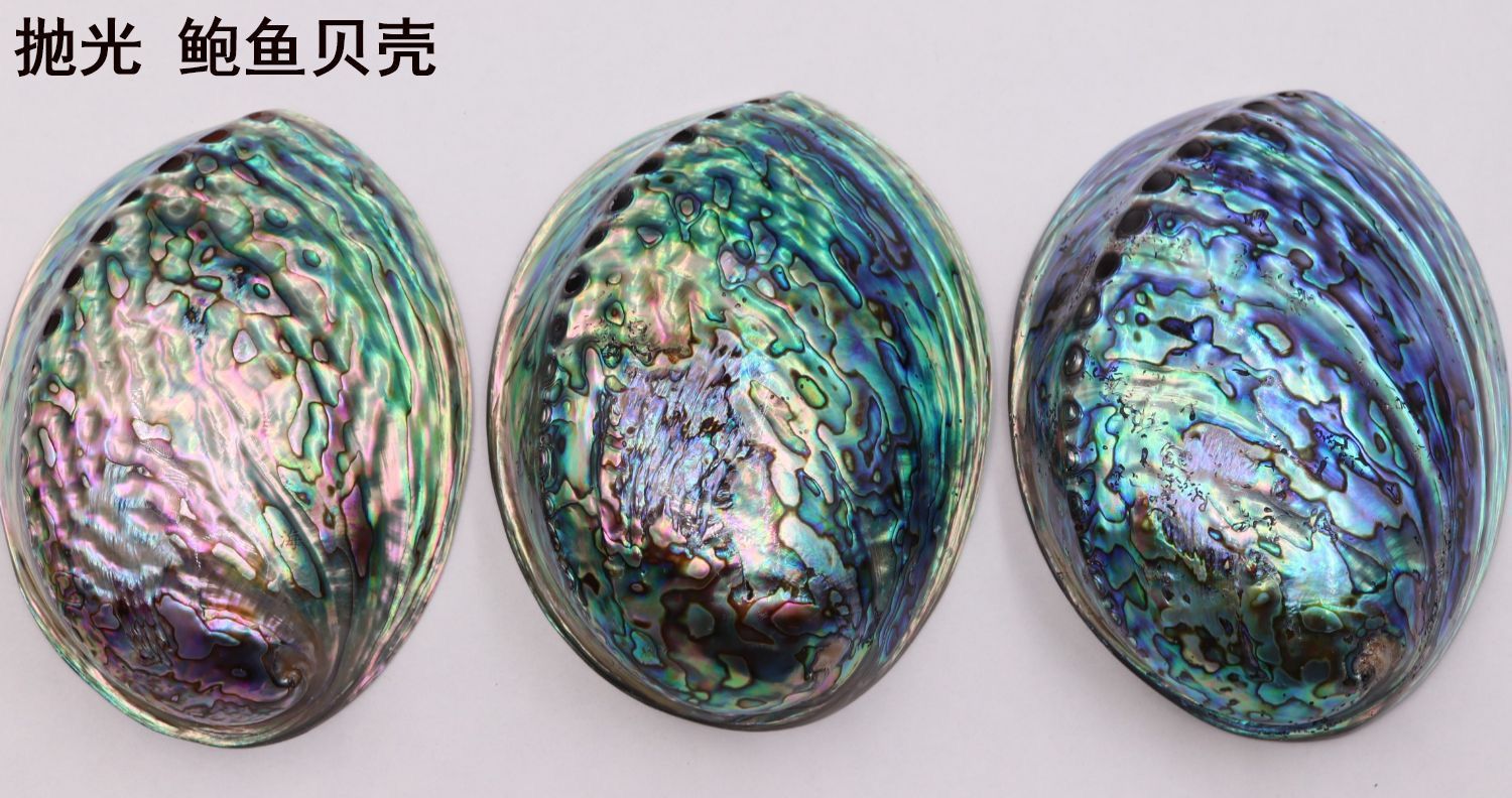 新西兰纹鲍鱼贝壳家居饰品海螺壳鱼缸水族创意摆件招财鲍鱼壳