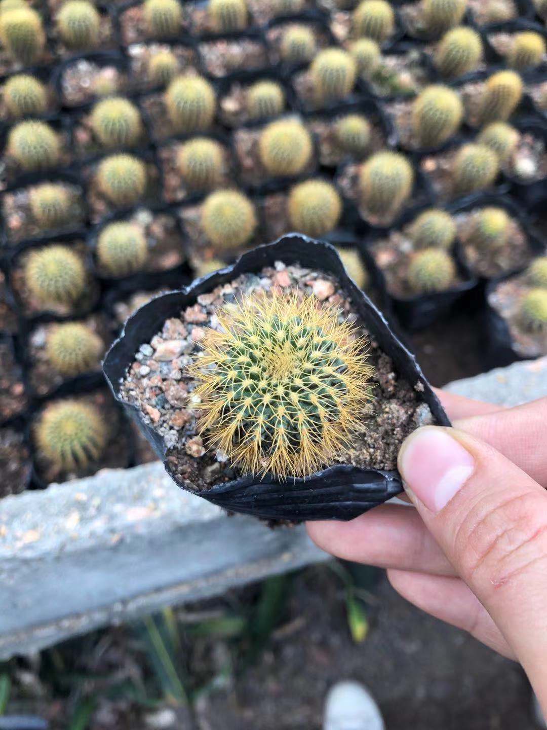 黄金士童 仙人球桌面绿植居家室内办公室桌面盆栽