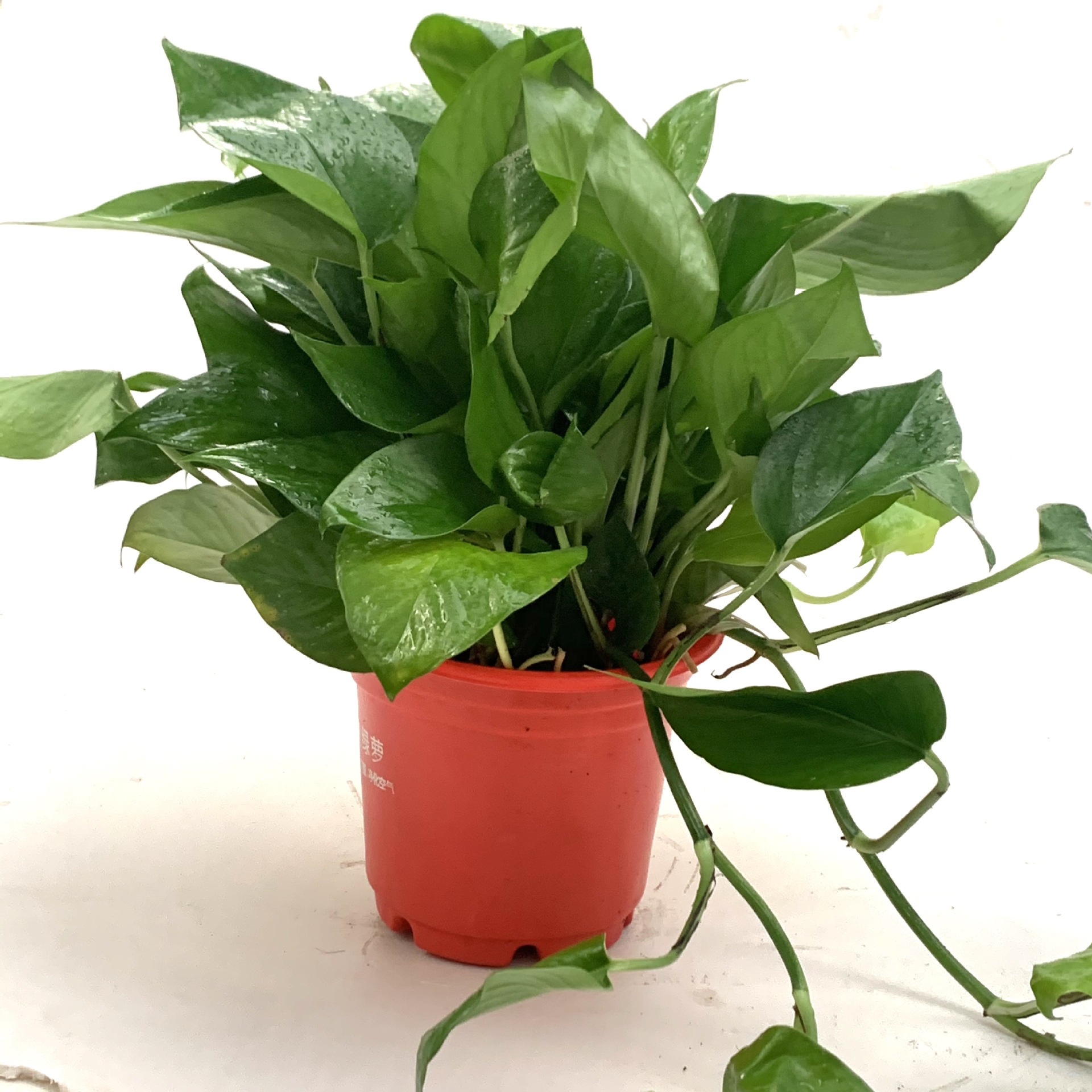 绿箩绿萝盆栽除吸甲醛净化空气室内植物吊绿箩新房家用水培吸水