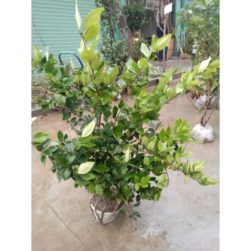 金森女贞金叶女贞大量出售量大优惠各种规格品种齐全