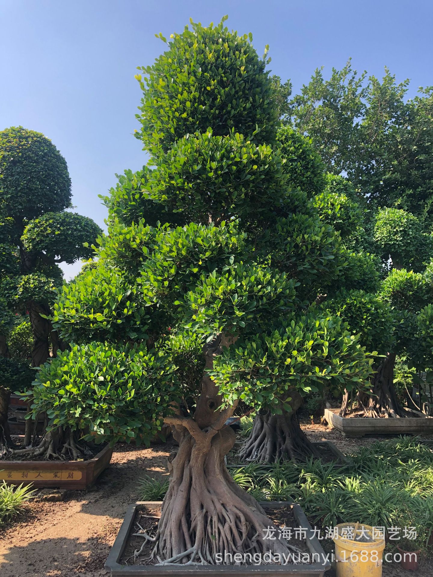 四川造型小叶榕桩景 批发精品小叶榕树桩 福建小叶榕桩头价格