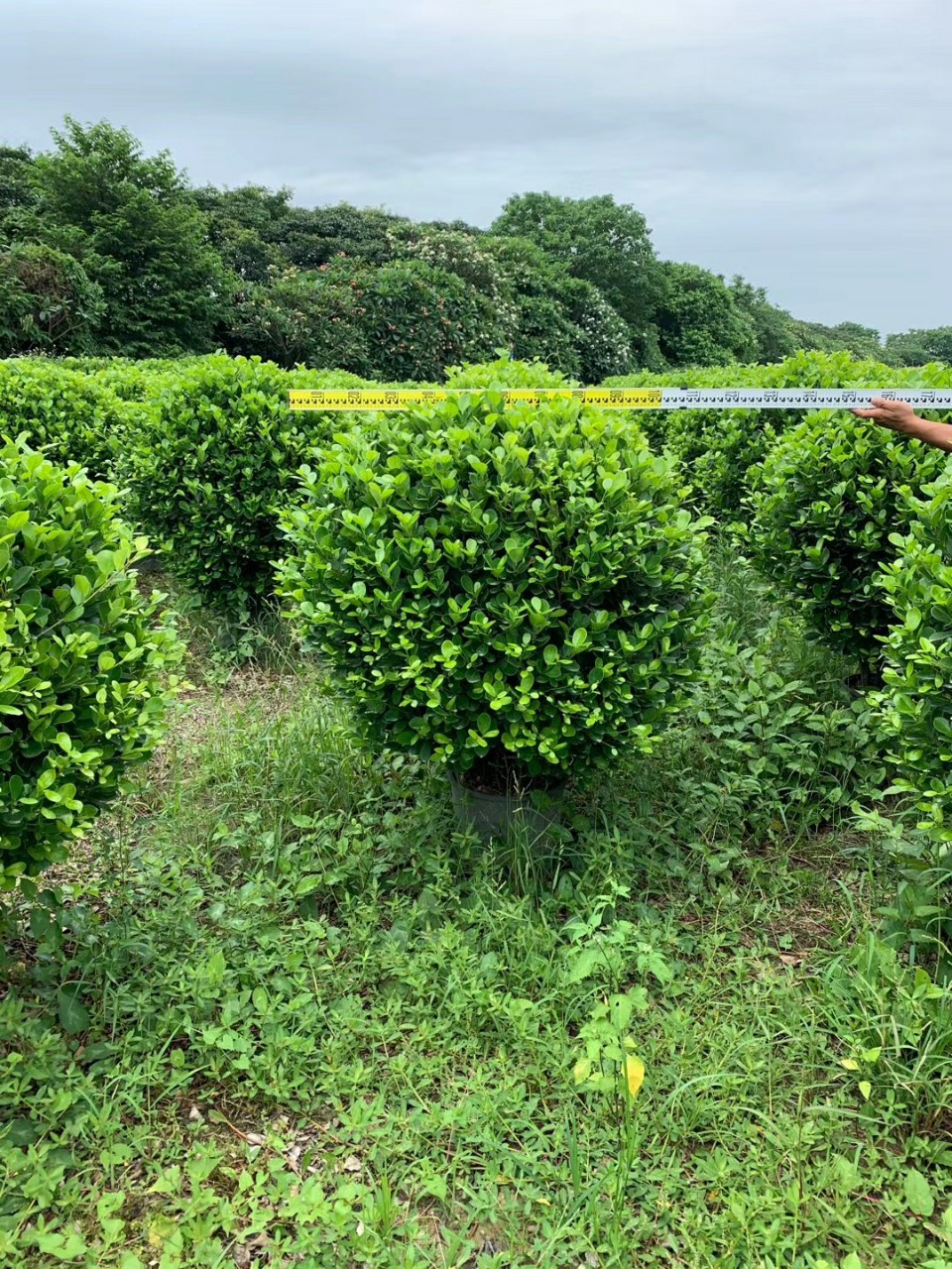 205基地批发 供应 火山榕球 0.8-1.5米 金钱榕球 造型 盆栽 袋苗