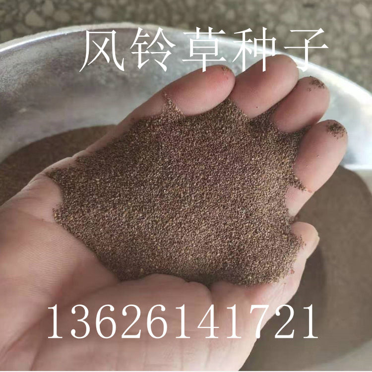 苏北花卉种子公司直销风铃草种子 铃铛花 风铃花