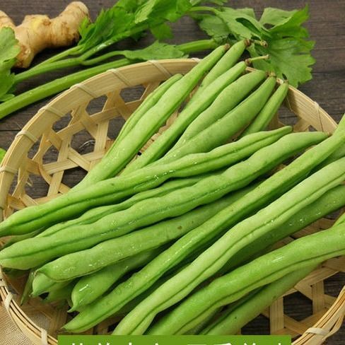 新鲜云豆角现摘扁豆老来少四季豆九粒白豆角白不老芸豆5斤包邮