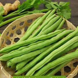 新鲜云豆角现摘扁豆老来少四季豆九粒白豆角白不老芸豆5斤包邮