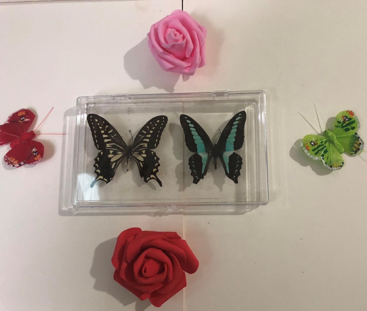 新款蝴蝶昆虫标本展示框透明壳亚克力框科学实验室蝴蝶昆虫标本