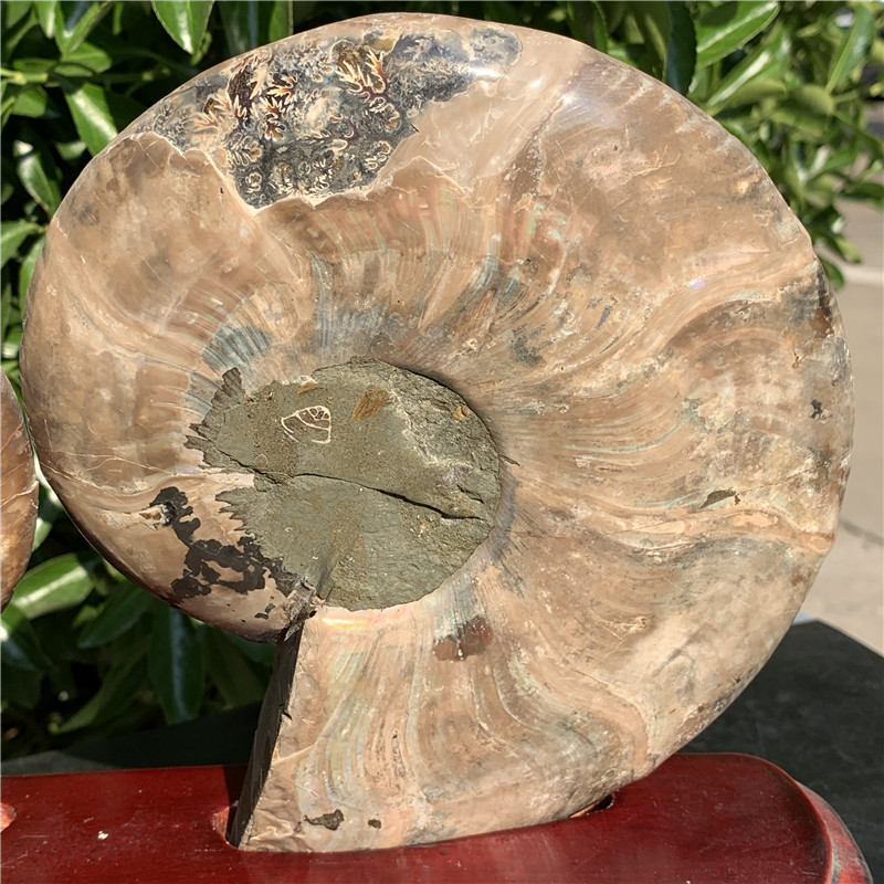 天然马达加斯加菊石摆件 开片螺化石双片螺发财螺风水摆件