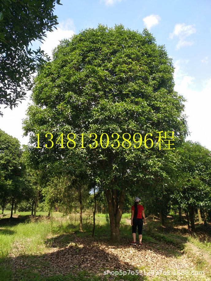 是一家桂花树,银杏,香樟,皂角,国槐,竹柏,红豆杉,红枫,毛竹等