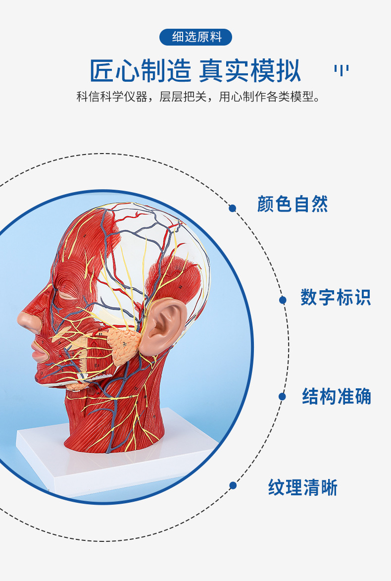 头部浅表神经血管模型教学仿真头部付脑血管神经标本面部肌肉结构