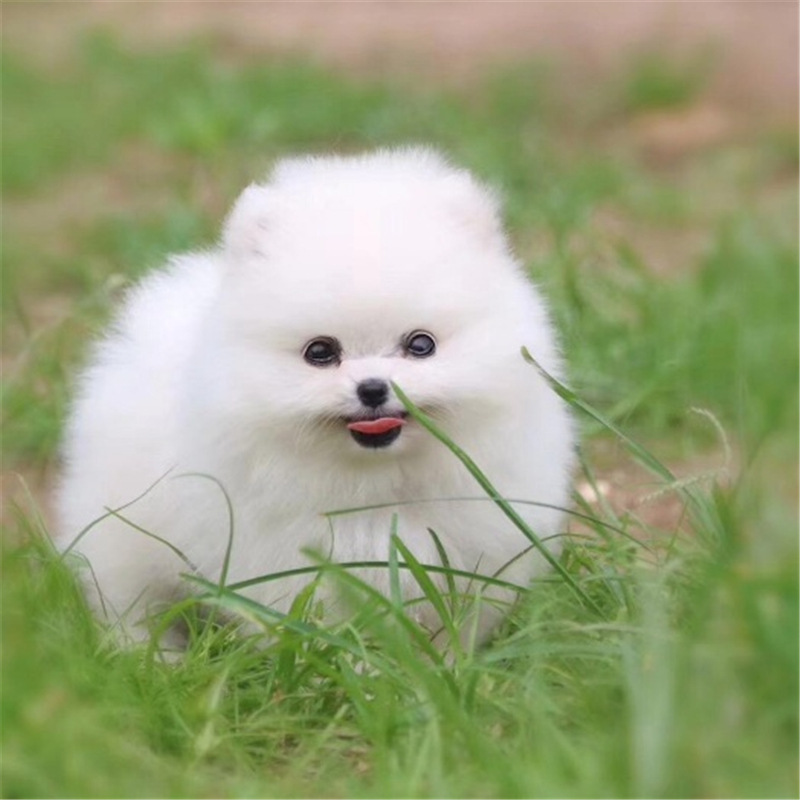 博美犬活体宠物犬纯种混血漂亮可爱的博美俊介宠物幼犬活体犬博美