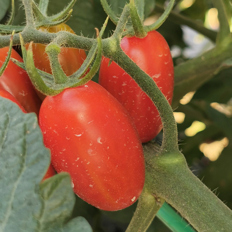 圣女果新鲜水果包邮 现摘皮薄5斤电白玉女小番茄生吃应季整箱批发