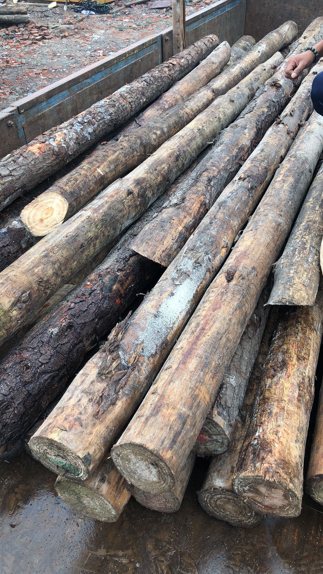 厂家直供 松木桩 松木原木 打桩木 2-6米 规格齐全 需要联系