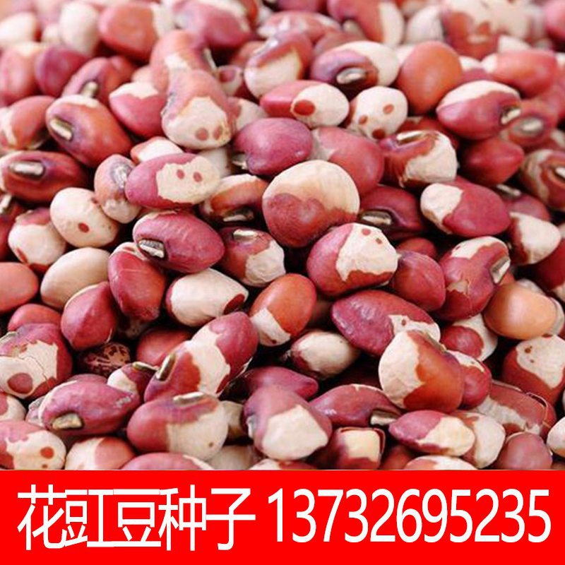 鲜花种子图片-海量高清鲜花种子图片大全 - 阿里巴巴