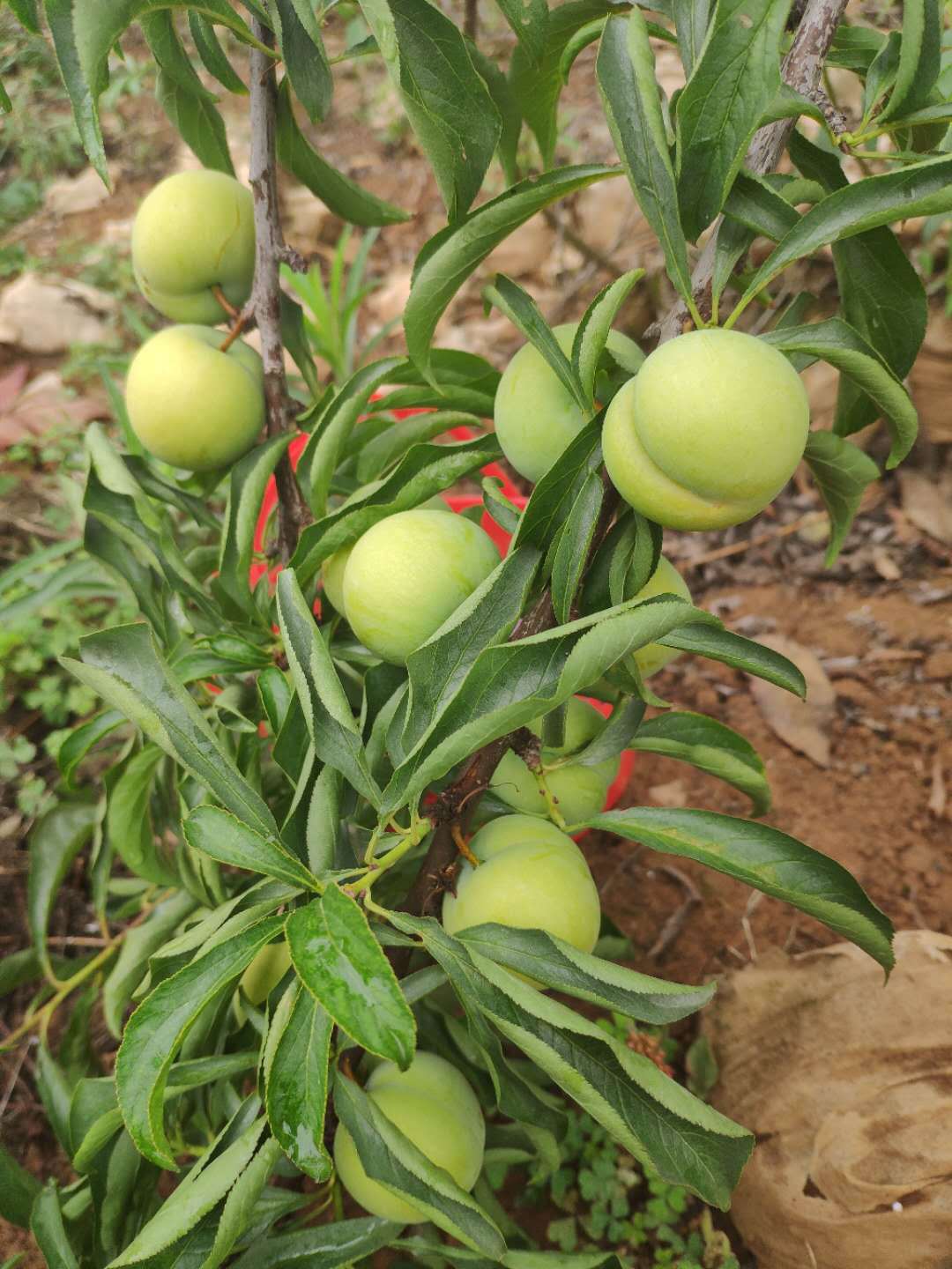 成熟后离核脱骨,脆甜,皮薄无酸味,成都地区成熟区大致为六月中下旬