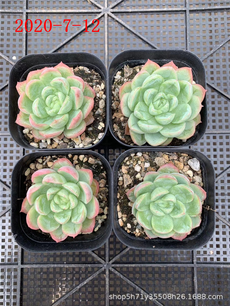 多肉植物新品杂交品种批发 拉罗拉杂 深海之星多肉种植基地裸根