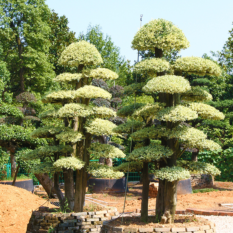 苗圃基地供应造型金叶女贞 盆景式造型女贞 金姬女贞造型桩景观树-阿