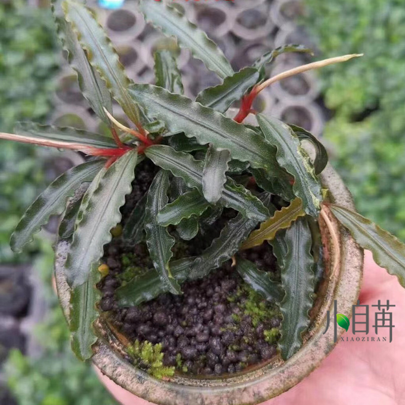 辣椒榕水草活体真水草蓝精灵布朗尼迷你幽灵得力红捆绑小自苒