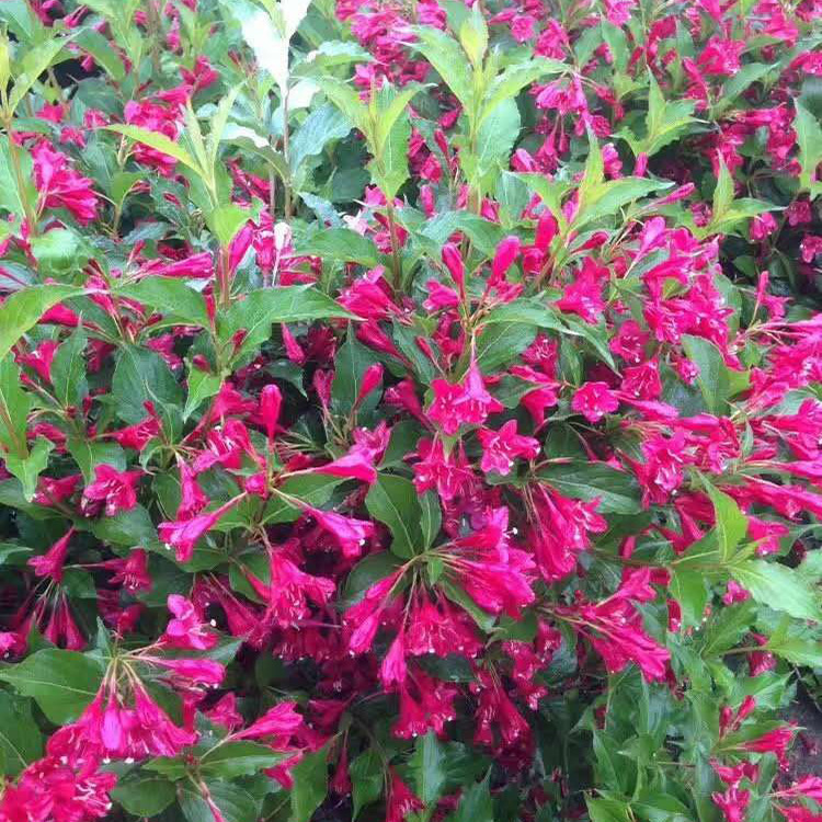 苗木 工程绿化 园林 80cm红王子锦带球 红花王子球 红王子锦带球