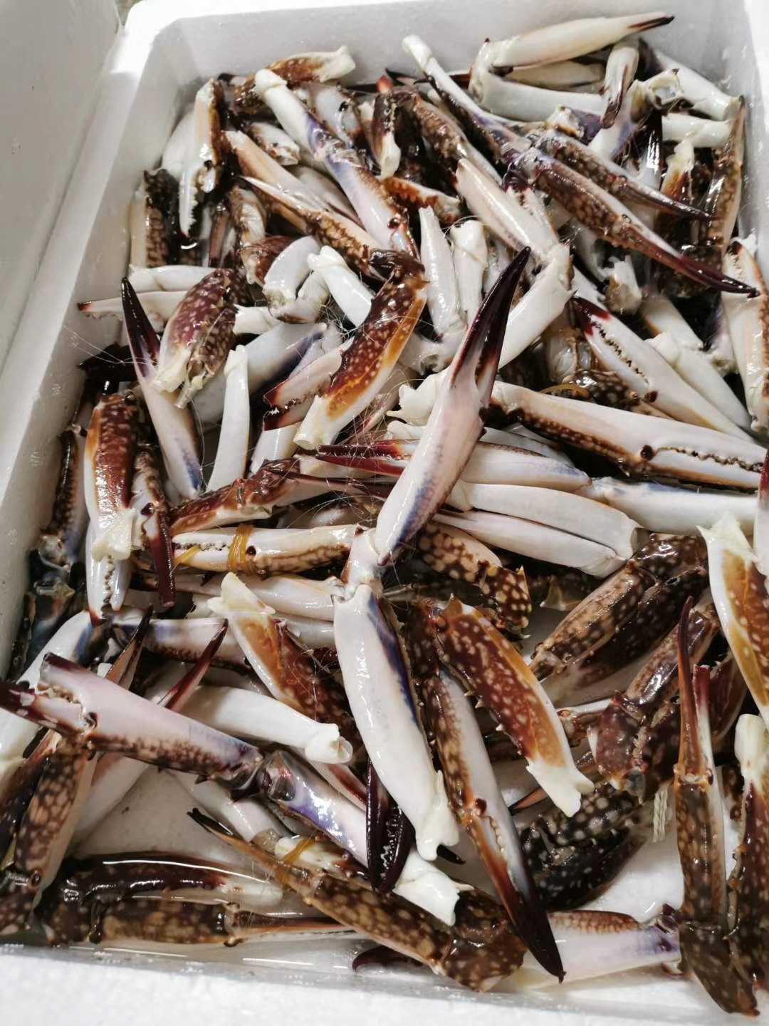 鲜活冷冻中大号统货蟹钳速冻梭子蟹钳冷冻蟹钳蟹脚1件净重8斤左右