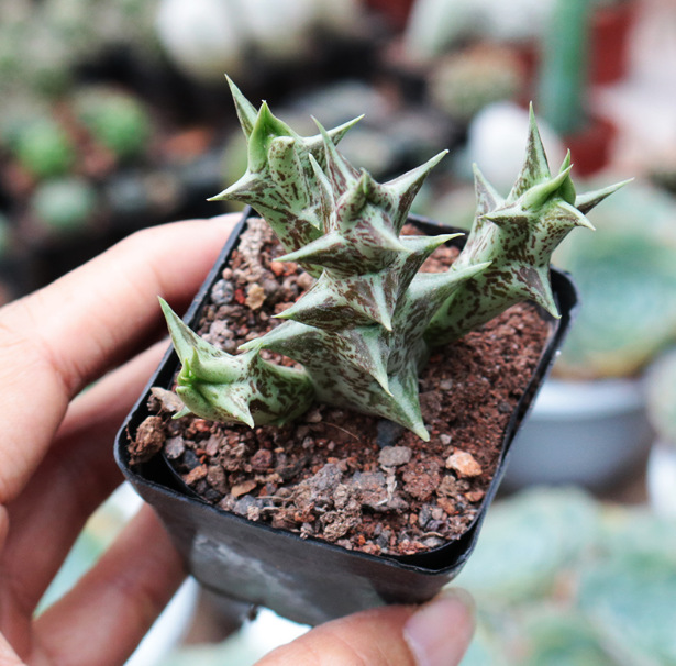 紫龙角 夏型种 多肉植物 4-6cm