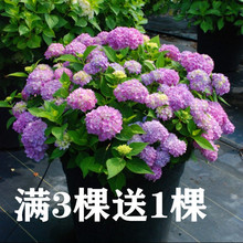 绣球盆栽绿植幸运花八仙绣球花苗绣球花八仙花无尽夏木本绣球爬藤