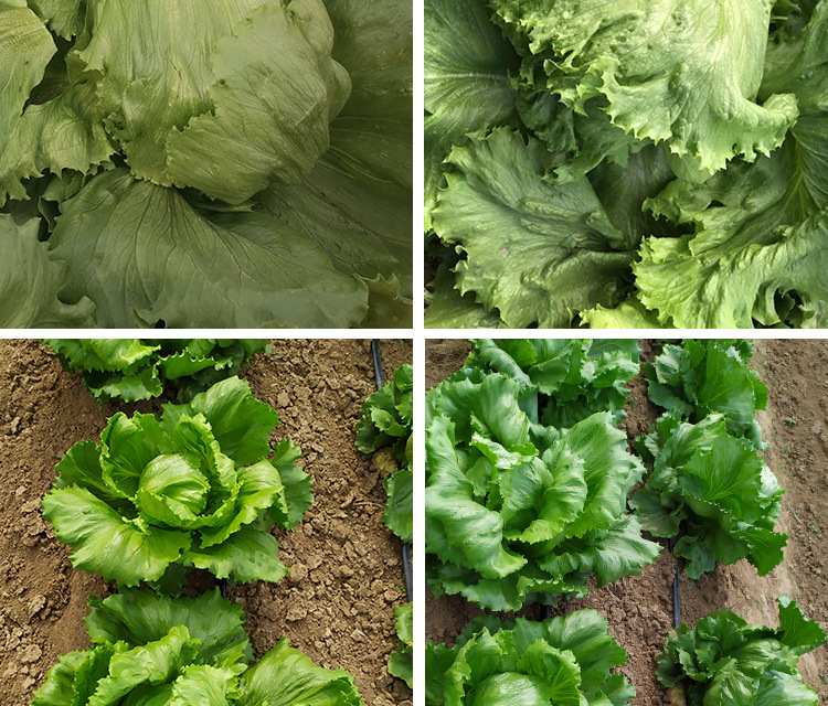 种子3克产地/厂家常丰结球生菜种子苗高30(cm)成活率95(%)含水量≤8