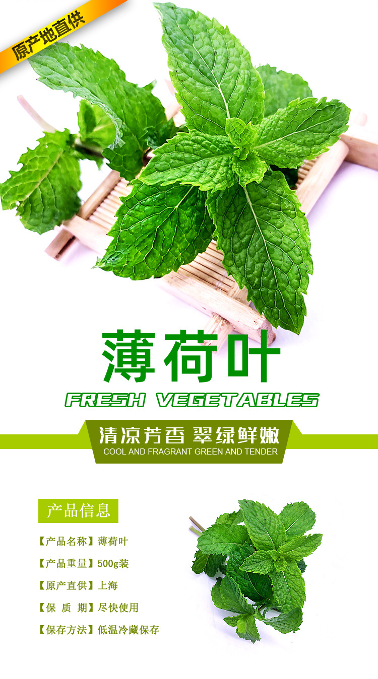 3斤包邮新鲜薄荷叶食用薄荷头奶茶蛋糕装饰留兰香薄荷叶批发现货
