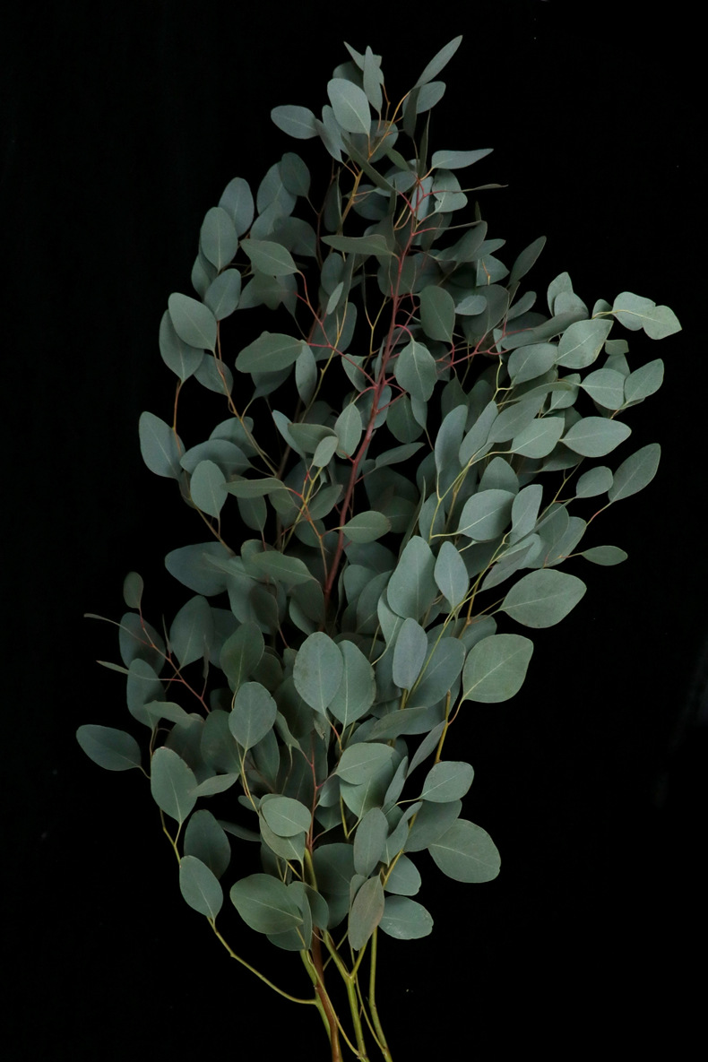 【尤加利】花店 云南昆明斗南鲜切花基地直发批发尤加利叶果