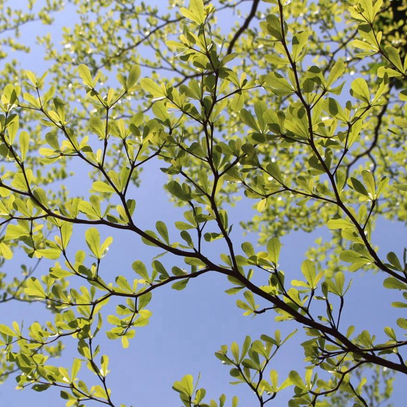 小叶榄仁种子 大叶榄仁 细叶榄仁 锦叶榄仁绿化行道苗木