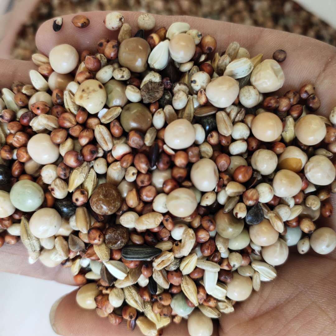 现货供应鸽子粮 鸽子粮无玉米鸽粮食 饲料鸟食信鸽观赏 袋装25kg