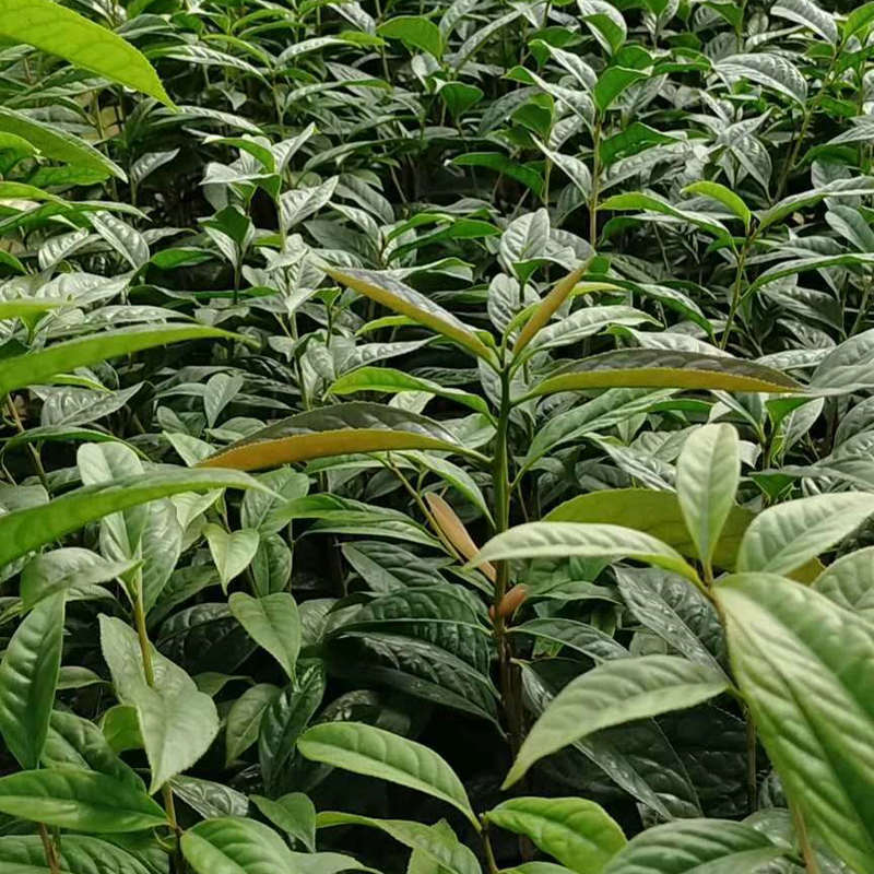 金花茶小苗现货 金花茶树苗盆栽庭院室内观赏苗木盆栽